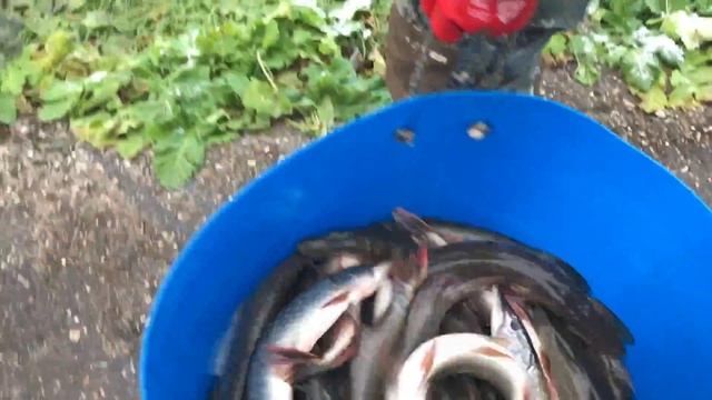 Зарыбление щукой 4-го ВИПа смотреть онлайн