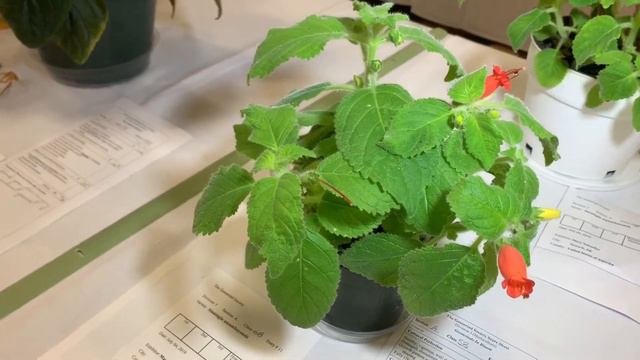 The Gesneriad Society 2019 смотреть онлайн