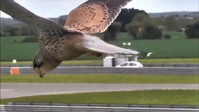 Пустельга - Falco tinnunculus смотреть онлайн