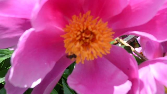 ФУТАЖ Пчелка на пионе смотреть онлайн