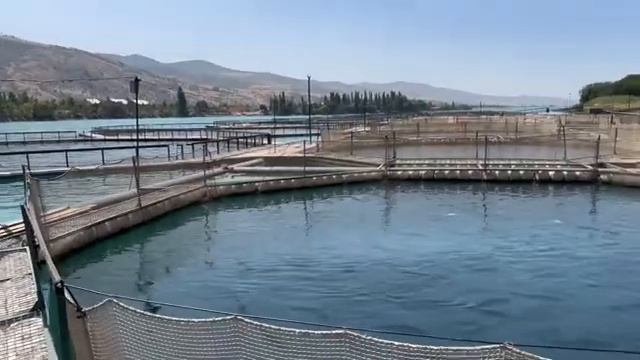 Выращивание форели в Узбекистане. Форелевая ферма Golden Fish в Ташкентской области. смотреть онлайн
