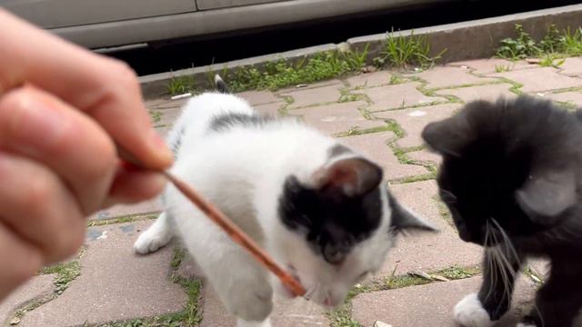 My new friend tiny kitten is incredibly cute playing смотреть онлайн
