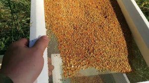 Проблема пыльцесборника. Сбор пыльцы в июле.