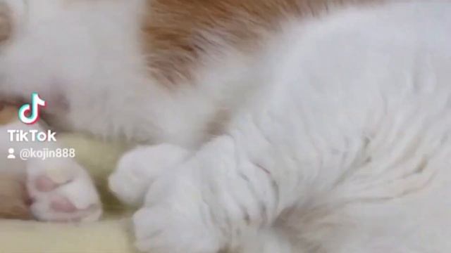 2023/10/28 猫３匹の?日常? #ねこ #cat #猫 #बिल्ली #キジトラ #マンチカン #アビシニアン #短足マンチカン #短足 #cute #abyssinian смотреть онлайн