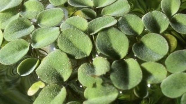 САЛЬВИНИЯ УШАСТАЯ. СОДЕРЖАНИЕ И РАЗМНОЖЕНИЕ В АКВАРИУМЕ смотреть онлайн