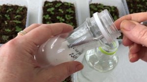 Первая важная подкормка сеянцев глоксинии