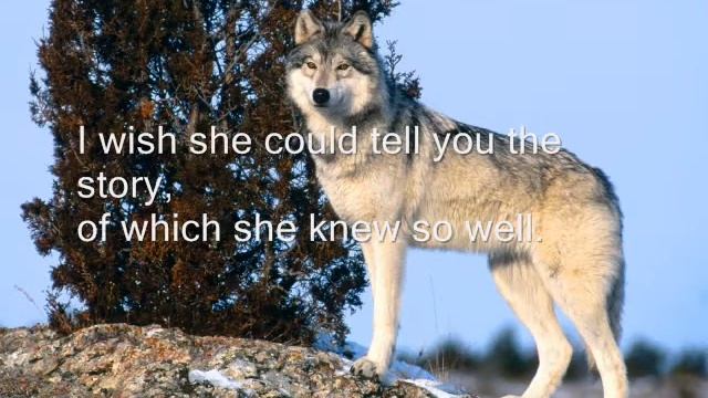 My Mothers Old Story смотреть онлайн