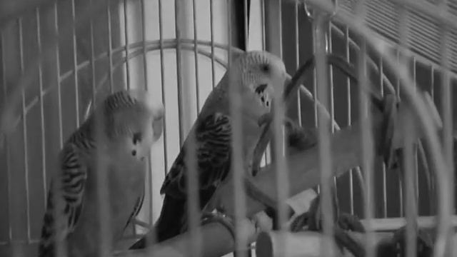 Henri 2, Paw de Deux (русский перевод) смотреть онлайн