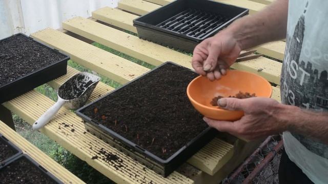 Growing kauri part 2 смотреть онлайн