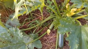 Кабачки и тыквы на компостной куче из корней пырея