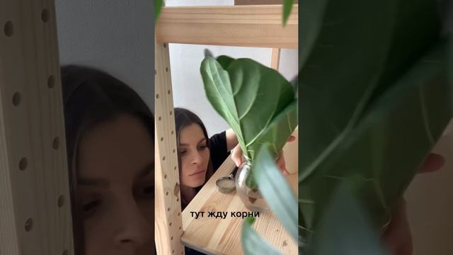 Ждём когда даст ветки 😍