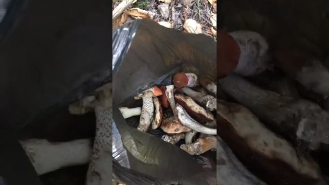 Лист кружился и падал... смотреть онлайн