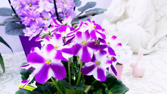 фиалки New Pixie Green смотреть онлайн