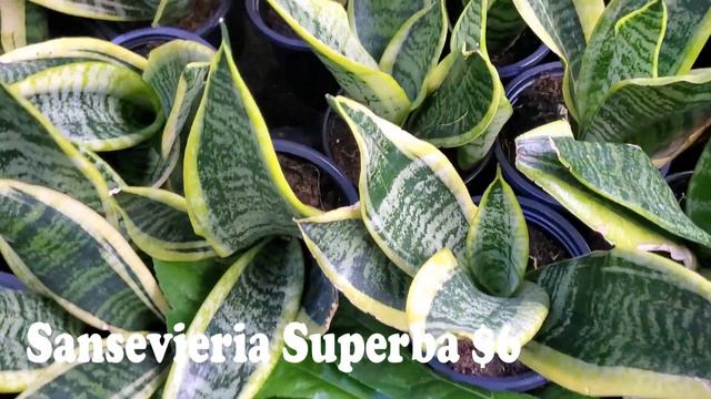 Plant Shopping at Home Depot || Big Box Store Houseplant Shopping || Plant Shopping in Denver смотреть онлайн