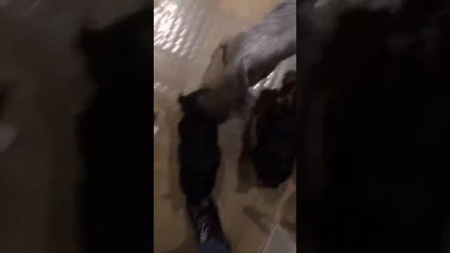 Забираю своего щеночка Тутси видео 1