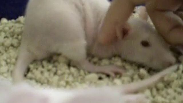 Mew, the hairless rat смотреть онлайн