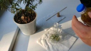 ? Как приготовить розмариновое масло в домашних условиях