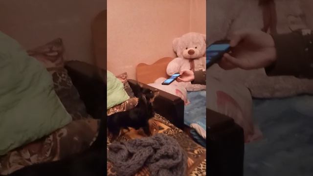 Чихуахуа любит передачу Орёл и решка смотреть онлайн