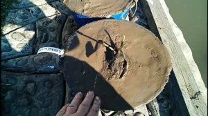 Весеннее деление (размножение) нимфей