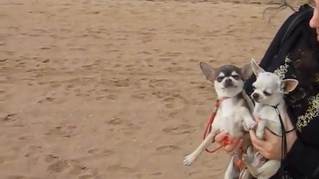 Axel y Bruma en el mar de cristal.avi смотреть онлайн