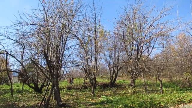 Октября злато... смотреть онлайн