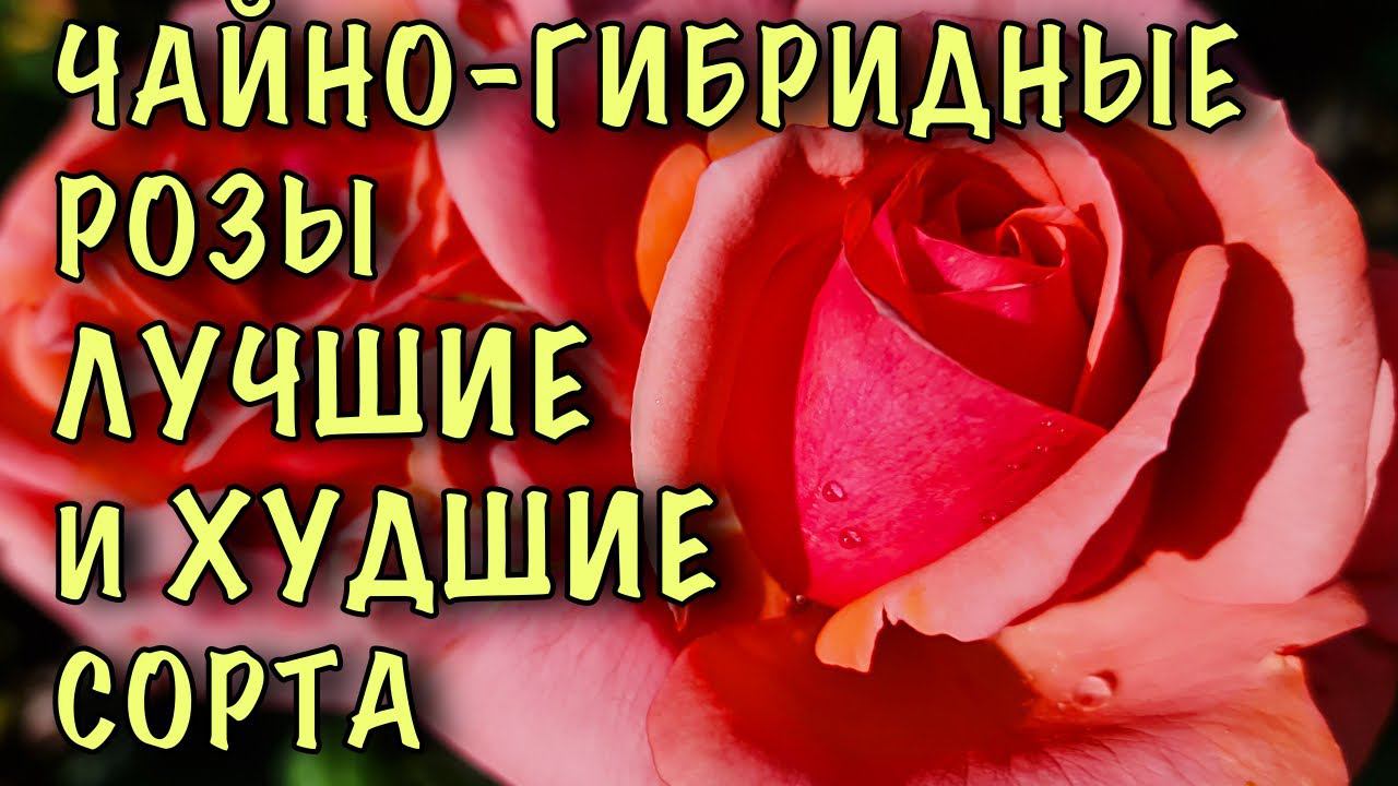 ИХ ХОТЯТ ПОСАДИТЬ ВСЕ! Чайно-гибридные розы. ДОСТОЙНЫЕ сорта и сорта КОТОРЫЕ ЛУЧШЕ НЕ САЖАТЬ смотреть онлайн