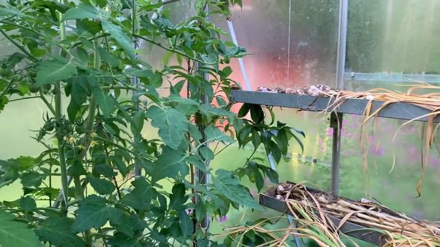 Ninnie's Cottage Garden – Sweden, July 2020