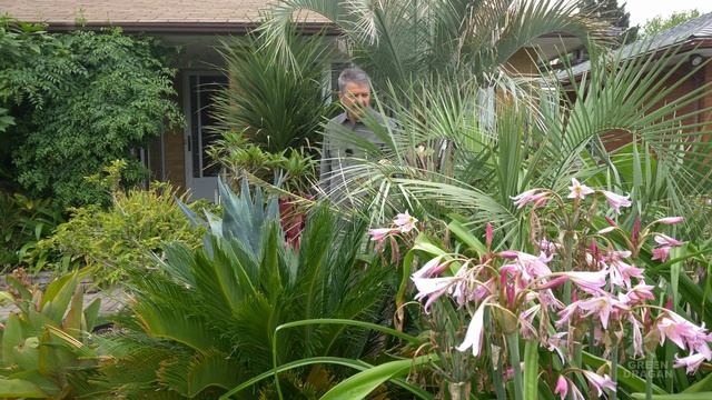 PINDO PALM FLOWERING 2021 Butia Capitata in Zone 5B Ontario Canada 4K60p смотреть онлайн