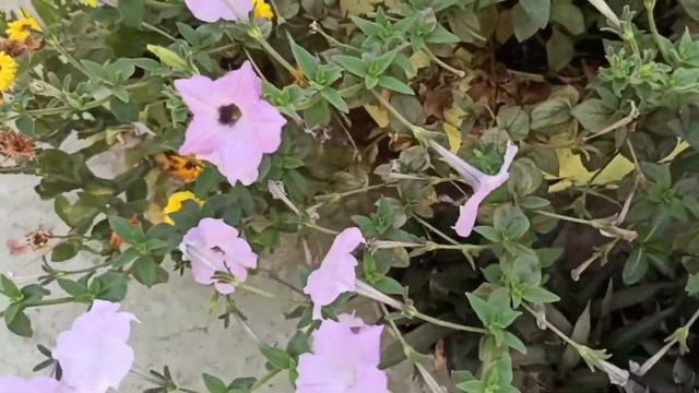 Desi Petunia|Summer Petunia care tips||Heavy flowering plant||Low maintenance plant смотреть онлайн