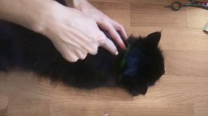 Как закапать капли на холку коту/собаке. Правильная техника.Обработка вашего питомца