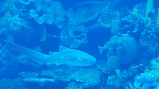 Дубай, аквариум в ТЦ Dubai Moll. смотреть онлайн