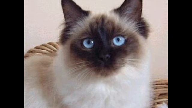 The Evolution of Felidae смотреть онлайн