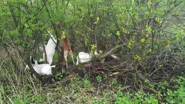 Фу!! Красота деревенской жизни. Гуляем с козами в ливень. Наша охрана. смотреть онлайн