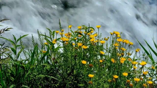 Bông cúc ( chrysanthemum ) смотреть онлайн