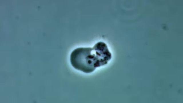 Странная амёба смотреть онлайн