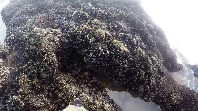 Surf Fishing With A Friend Using Mussels As Bait