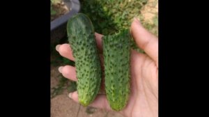 Обзор сорта огурца "Алфавит" (характеристики, свойства, фото)