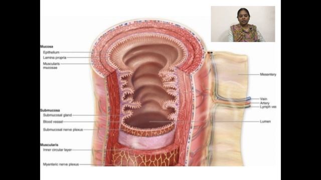 HISTOLOGY OF GASTRO INTESTINAL TRACT (GIT) IN TAMIL - 1 (HUMAN ANATOMY) смотреть онлайн