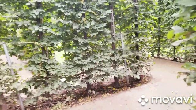 Как мы погуляли на годовщину// парк Шевченка в Харькове смотреть онлайн