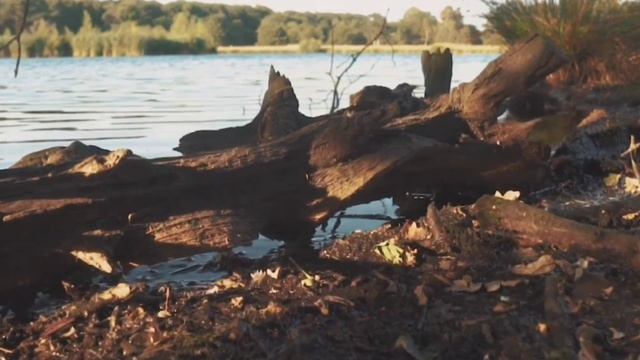 Стахеева Анастасия - МОЙ ЛЮБИМЫЙ ПИСАТЕЛЬ -Валентин Распутин смотреть онлайн