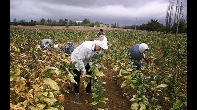 Крым п Табачное смотреть онлайн