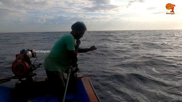 GOLIATH GROUPER FISH CATCHING IN THE SEA смотреть онлайн
