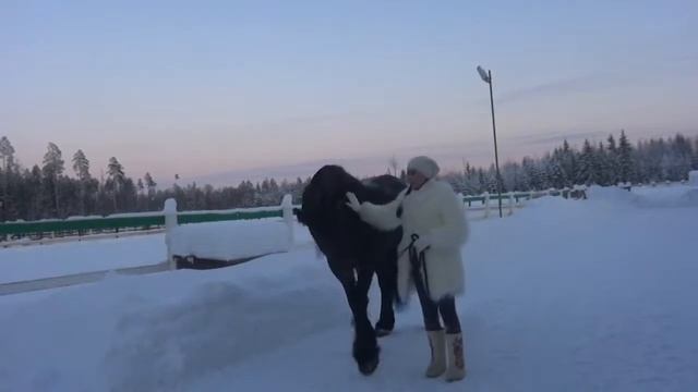 1 конный Выбираем лошадь Если вы решили купить коня смотреть онлайн