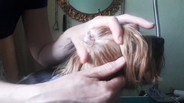 Йоркширский терьер, уход за ушами. смотреть онлайн