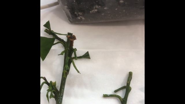 10 декабря 2022 г. смотреть онлайн