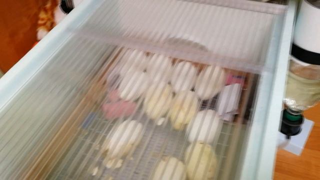 Итог инкубации гусиного яйца. смотреть онлайн