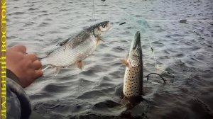 Рыбалка. Проверка сетей. Щука,сиг..avi