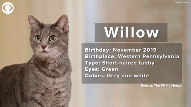 Bidens welcome cat named Willow to White House смотреть онлайн