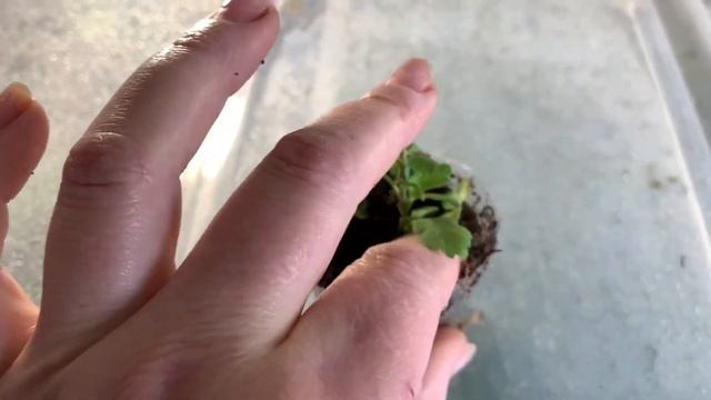 Черенкование хризантем. Уход за черенками смотреть онлайн