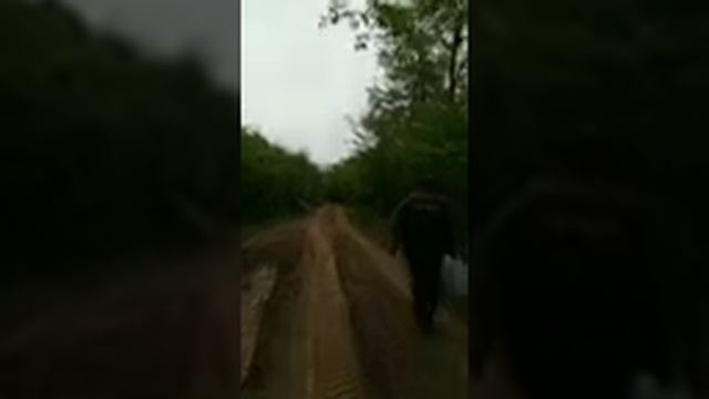 Аврора.Дача Заура. смотреть онлайн